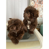 Filhote De Shih Tzu