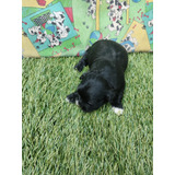 Filhote De Shihtzu Femea