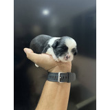 Filhote De Shihtzu