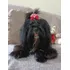 Filhote De Shihtzu