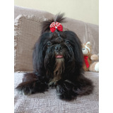 Filhote De Shihtzu