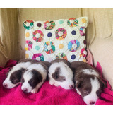 Filhote Femea Border Collie