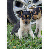 Filhote Femea De Terrier