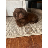 Filhote Femea Shih Tzu