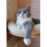 Filhote Gato Raca British