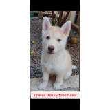 Filhote Husky Siberiano 