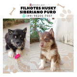 Filhote Husky Siberiano