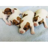 Filhote Jack Russell Terrier