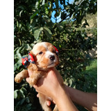 Filhote Linda De Cocker