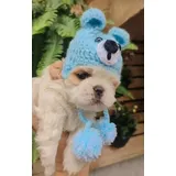 Filhote Macho De Shih