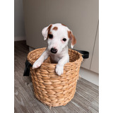 Filhote Macho Jack Russell