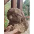 Filhote Macho Shih Tzu De Pelagem Longa 45 Dias