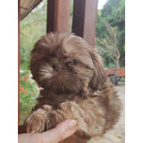 Filhote Macho Shih Tzu