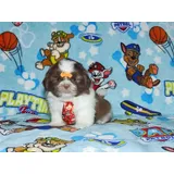 Filhote Macho Shih Tzu