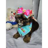 Filhote Perfeita De Shih