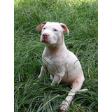 Filhote Pit Bull Pit