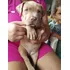 Filhote Pit Monster Pit Bull Fêmea Lilac Olhos Claros