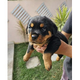 Filhote Rottweiler Pedigree