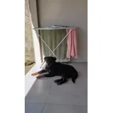 Filhote Rottweiler