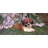 Filhote Shih-tzu Fêmea - Valor Promocional.