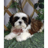 Filhote Shih Tzu Femea