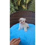 Filhote Shih Tzu Macho Com Pedigree Em 12 X