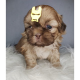 Filhote Shih Tzu Macho