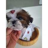 Filhote Shih Tzu Macho