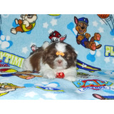 Filhote Shihtzu Macho Chocolate