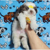 Filhote Shihtzu Macho Chocolate 