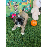 Filhote Shihtzu Macho