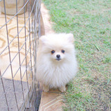 Filhote Spitz Alemao Anao
