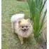 Filhote Spitz Alemão Lulu Machinho! Entregamos Hoje Em S P !