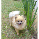 Filhote Spitz Alemao Lulu