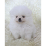 Filhote Spitz Alemao Lulu