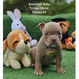 Filhotes American Bully Micros
