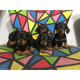 Filhotes Basset Dachshund