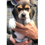 Filhotes Beagle Snoopy Lindos