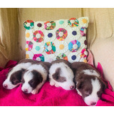 Filhotes Border Collie Marron E Branco