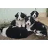 Filhotes Border Collie Nascidos 01 01 2025