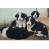 Filhotes Border Collie Nascidos