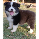 Filhotes Border Collie