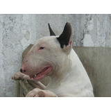 Filhotes Bull Terrier 