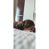 Filhotes Daschund  