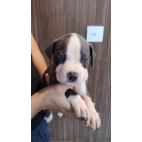 Filhotes De American Bully
