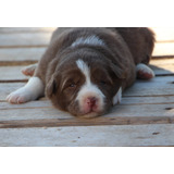 Filhotes De Border Collie