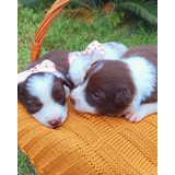 Filhotes De Border Collie