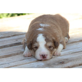 Filhotes De Border Collie