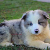 Filhotes De Border Collie