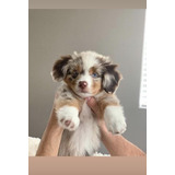 Filhotes De Border Collie